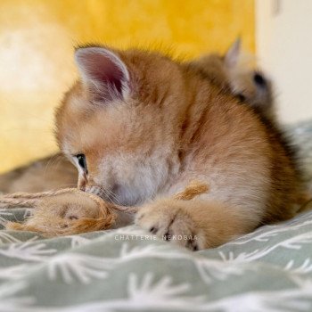 chaton British Shorthair black golden ticked tabby Duldee Chatterie Nekobaa
