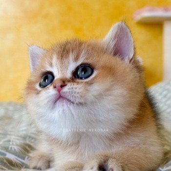 chaton British Shorthair black golden ticked tabby Duldee Chatterie Nekobaa