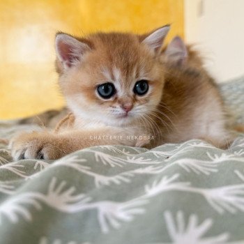 chaton British Shorthair black golden ticked tabby Duldee Chatterie Nekobaa