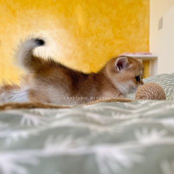 chaton British Shorthair black golden ticked tabby Duldee Chatterie Nekobaa