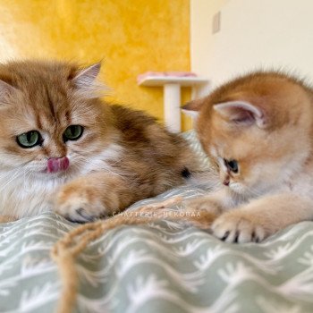 chaton British Shorthair black golden ticked tabby Duldee Chatterie Nekobaa