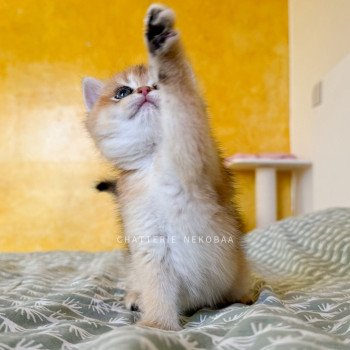 chaton British Shorthair black golden ticked tabby Duldee Chatterie Nekobaa
