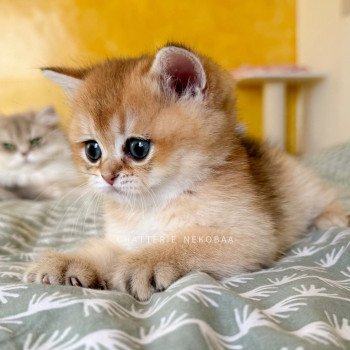 chaton British Shorthair black golden ticked tabby Duldee Chatterie Nekobaa
