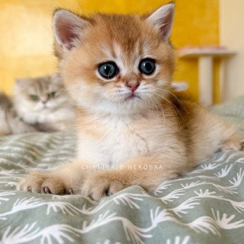 chaton British Shorthair black golden ticked tabby Duldee Chatterie Nekobaa