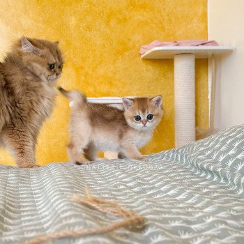 chaton British Shorthair black golden ticked tabby Duldee Chatterie Nekobaa