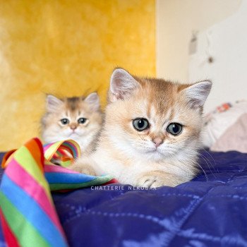 chaton British Shorthair black golden ticked tabby Duldee Chatterie Nekobaa