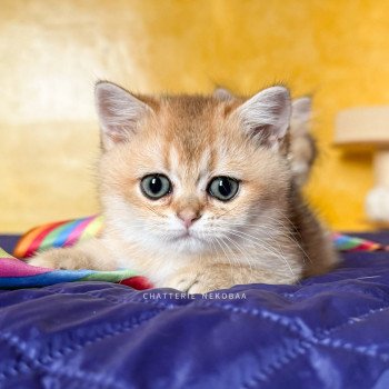 Willow Duldee Femelle British Shorthair