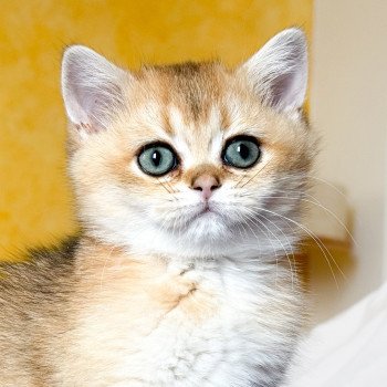 chaton British Shorthair black golden ticked tabby Duldee Chatterie Nekobaa