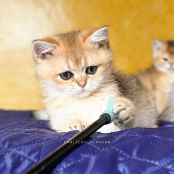 chaton British Shorthair black golden ticked tabby Duldee Chatterie Nekobaa