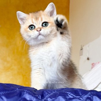chaton British Shorthair black golden ticked tabby Duldee Chatterie Nekobaa