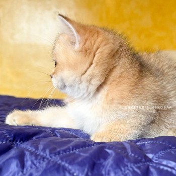 chaton British Shorthair black golden ticked tabby Duldee Chatterie Nekobaa