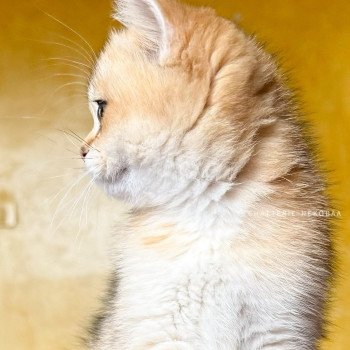 chaton British Shorthair black golden ticked tabby Duldee Chatterie Nekobaa