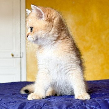 chaton British Shorthair black golden ticked tabby Duldee Chatterie Nekobaa