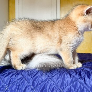 chaton British Shorthair black golden ticked tabby Duldee Chatterie Nekobaa