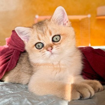 chaton British Shorthair black golden ticked tabby Duldee Chatterie Nekobaa