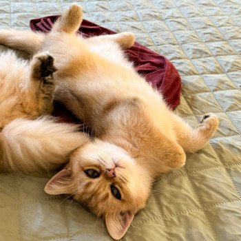 chaton British Shorthair black golden ticked tabby Duldee Chatterie Nekobaa