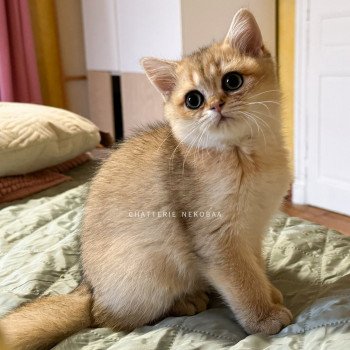 chaton British Shorthair black golden ticked tabby Duldee Chatterie Nekobaa