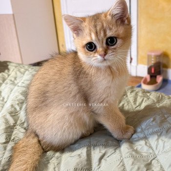 chaton British Shorthair black golden ticked tabby Duldee Chatterie Nekobaa