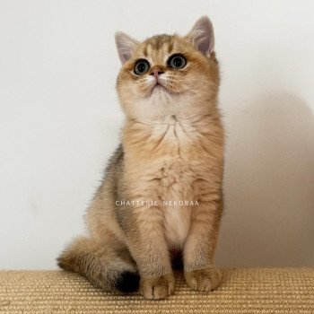 chaton British Shorthair black golden ticked tabby Duldee Chatterie Nekobaa