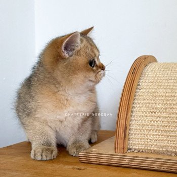 chaton British Shorthair black golden ticked tabby Duldee Chatterie Nekobaa