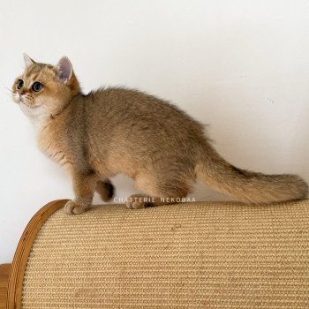 chaton British Shorthair black golden ticked tabby Duldee Chatterie Nekobaa