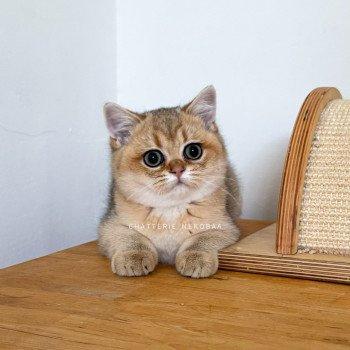 chaton British Shorthair black golden ticked tabby Duldee Chatterie Nekobaa
