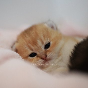 chaton British Longhair black golden Duldee Chatterie Nekobaa