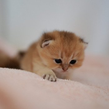 chaton British Longhair black golden Duldee Chatterie Nekobaa