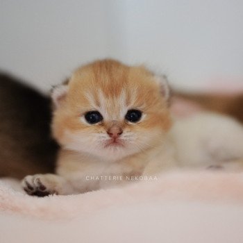 chaton British Longhair black golden Duldee Chatterie Nekobaa