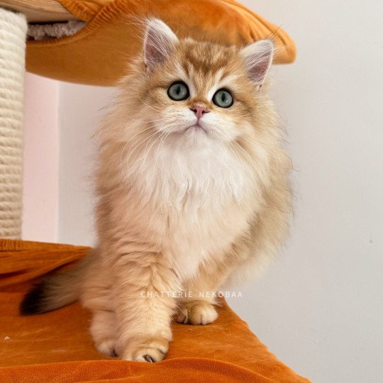 Eren Mâle British Longhair