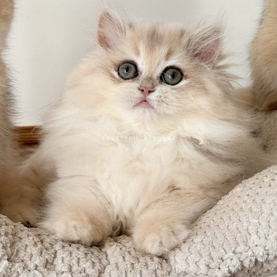 Warrior CHOUQUETTE Femelle British Longhair