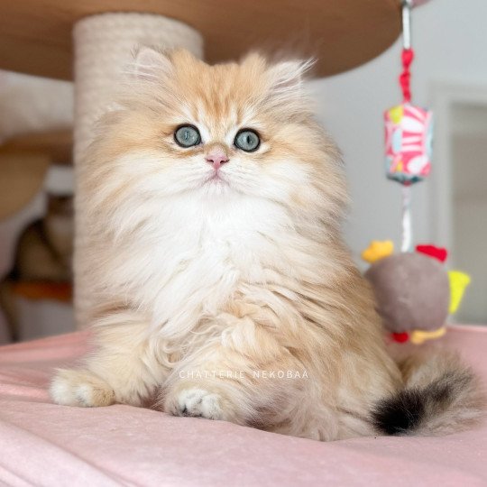 Walter Haruki Mâle British Longhair