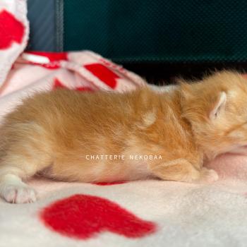 chaton British Shorthair black copper golden blotched tabby Hina Chatterie Nekobaa