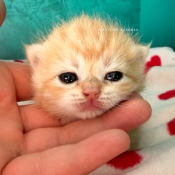chaton British Shorthair black copper golden blotched tabby Hina Chatterie Nekobaa