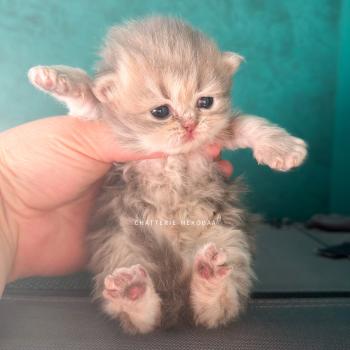 chaton British Longhair blue golden blotched tabby Honoka Chatterie Nekobaa