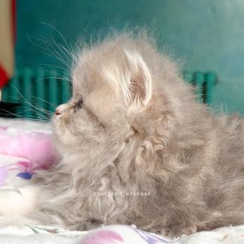 chaton British Longhair blue golden blotched tabby Honoka Chatterie Nekobaa
