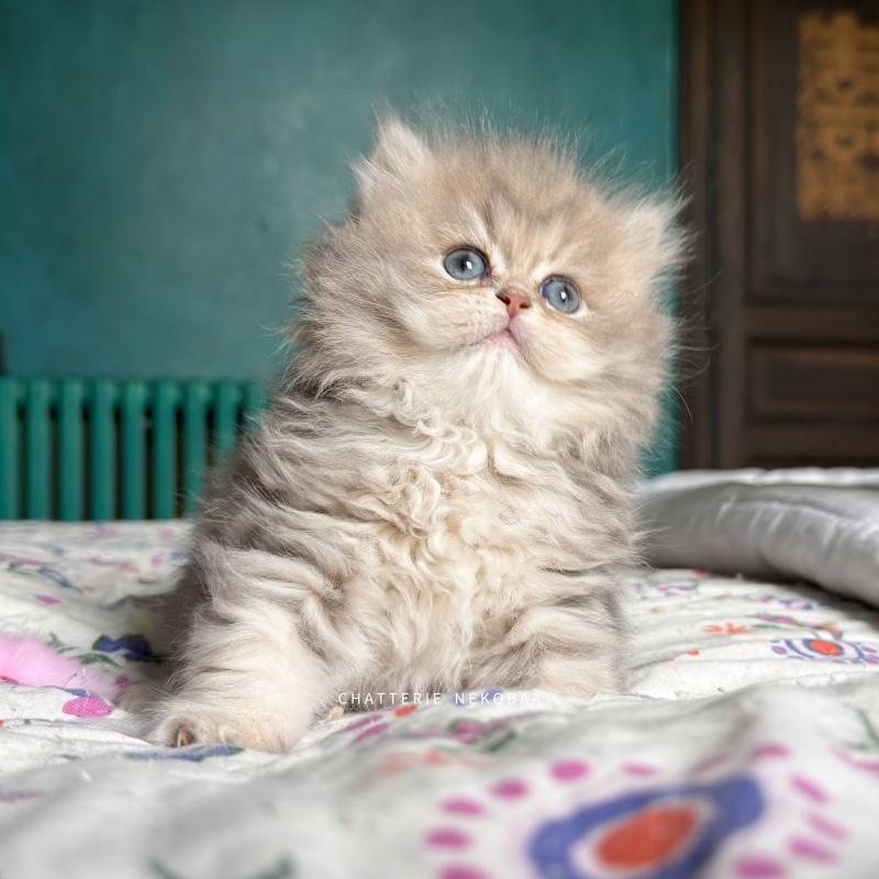 Honoka Femelle British Longhair