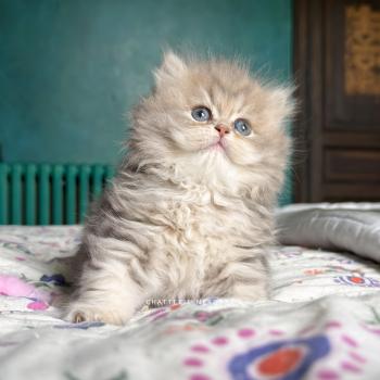 chaton British Longhair blue golden blotched tabby Honoka Chatterie Nekobaa