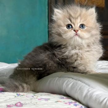 chaton British Longhair blue golden blotched tabby Honoka Chatterie Nekobaa