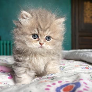 chaton British Longhair blue golden blotched tabby Honoka Chatterie Nekobaa