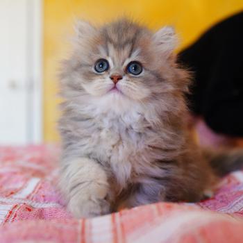 Honoka Femelle British Longhair