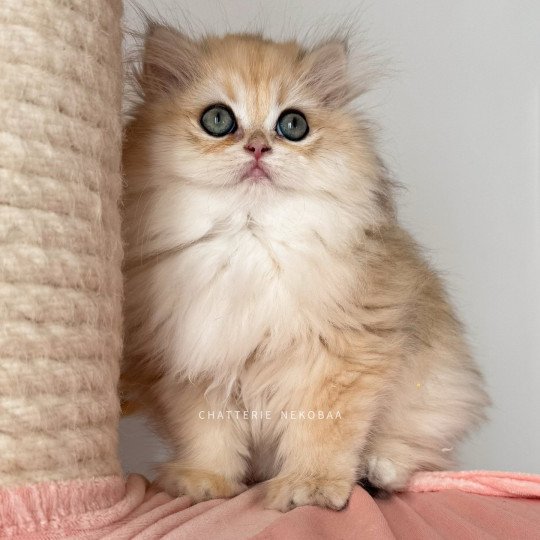 Waffle Hoshi Femelle British Longhair