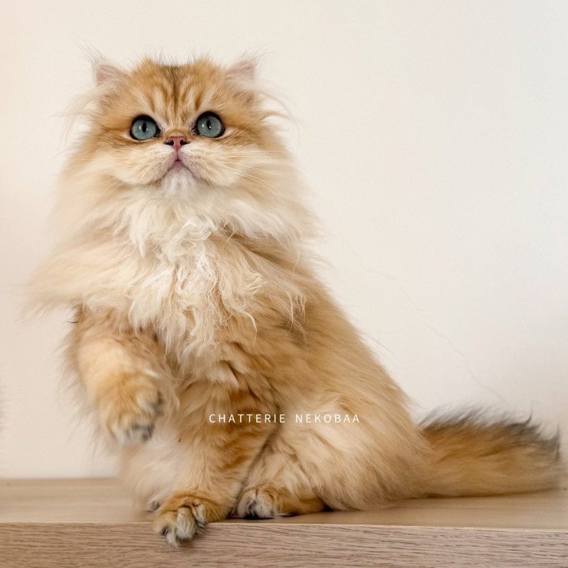 Hotaru Femelle British Longhair