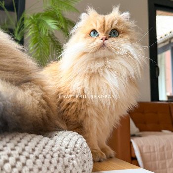 chat British Longhair black golden shaded Hotaru Chatterie Nekobaa