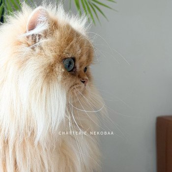 chat British Longhair black golden shaded Hotaru Chatterie Nekobaa