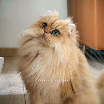 chat British Longhair black golden shaded Hotaru Chatterie Nekobaa
