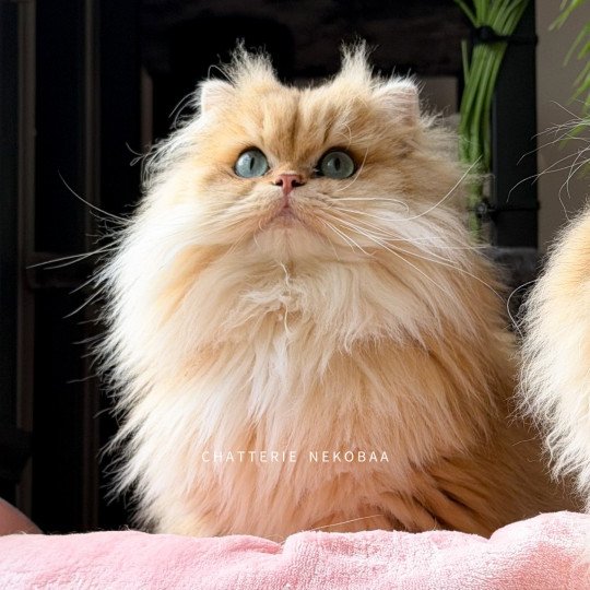 Hotaru Femelle British Longhair