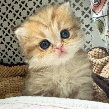 chaton British Longhair black golden shaded Ichirou Chatterie Nekobaa chaton British Longhair black golden shaded Ichirou Chatterie Nekobaa