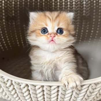 chaton British Longhair black golden shaded Ichirou Chatterie Nekobaa chaton British Longhair black golden shaded Ichirou Chatterie Nekobaa