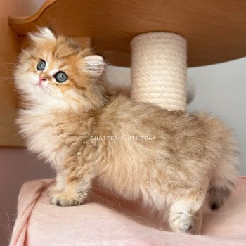 chaton British Longhair black golden shaded Ichirou Chatterie Nekobaa chaton British Longhair black golden shaded Ichirou Chatterie Nekobaa